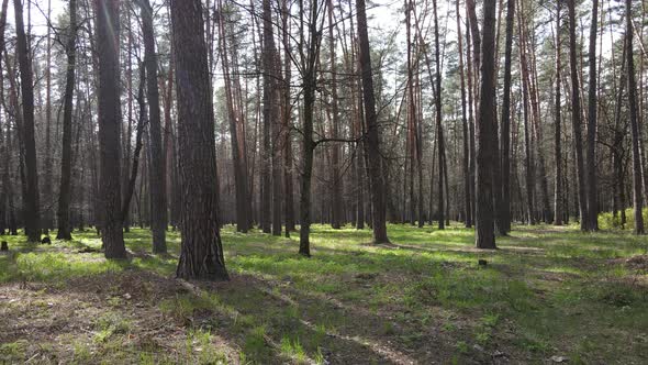 Beautiful Forest Landscape Aerial View Slow Motion