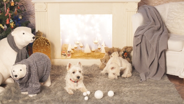 Two Adorable Dogs in Christmas Interior.