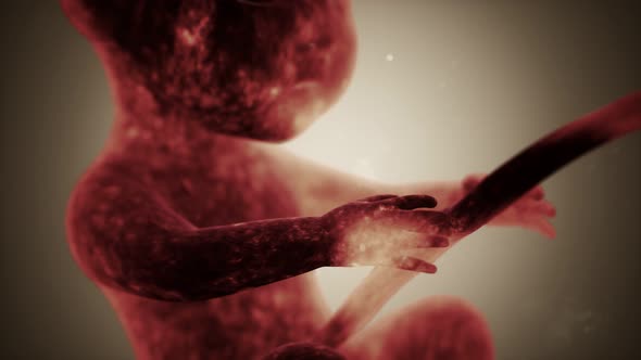 Medical 3d Animation of a Human Fetus alt