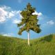 Cedar Tree No 5 - 3DOcean Item for Sale