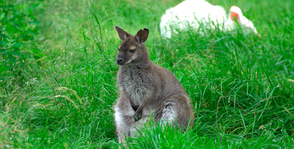 Thoughtful Kangaroo