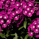 Growing Verbana Flowers - VideoHive Item for Sale