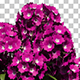 Growing Verbena Flowers - VideoHive Item for Sale