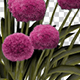 Ornamental Onion Pink Flowers - VideoHive Item for Sale