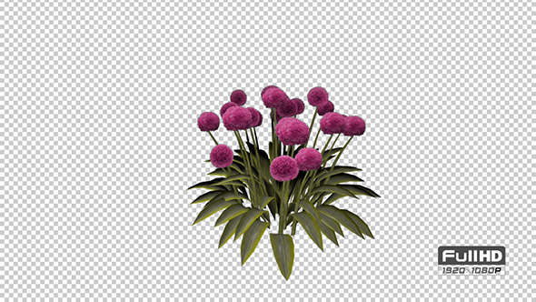 Ornamental Onion Pink Flowers alt