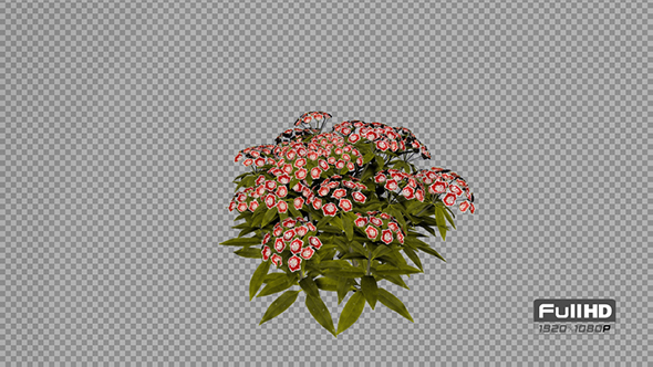 Mountain Laurel Red Flowers alt