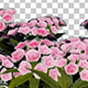 Mountain Laurel Pink Flowers - VideoHive Item for Sale