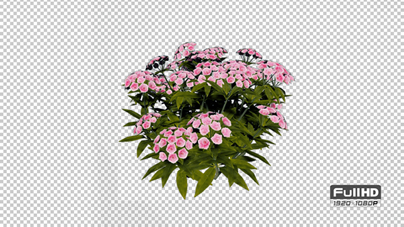 Mountain Laurel Pink Flowers alt
