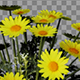 Marguerite Yellow Flowers - VideoHive Item for Sale