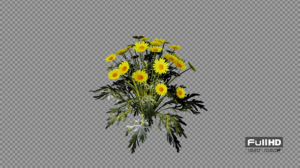 Marguerite Yellow Flowers alt