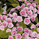 Mountain Laurel Pink Flowers - VideoHive Item for Sale