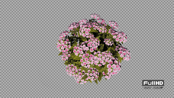 Mountain Laurel Pink Flowers alt