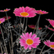 Marguerite Red Flowers - VideoHive Item for Sale