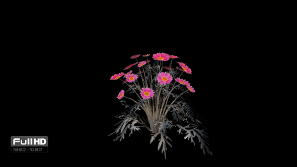 Marguerite Red Flowers alt