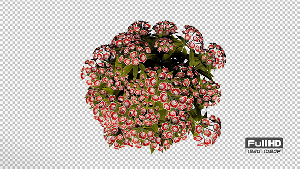 Mountain Laurel Red Flowers alt