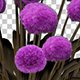 Ornamental Onion Purple Flowers - VideoHive Item for Sale