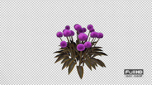 Ornamental Onion Purple Flowers alt