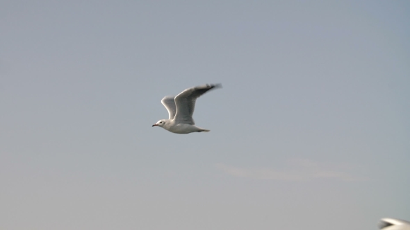 Lonely Flying Seagull