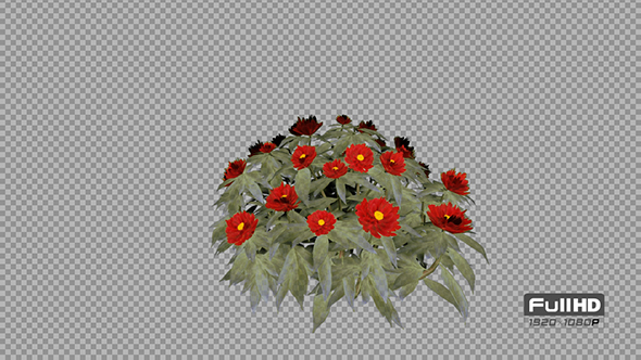 Peony Red Grouped Flowers alt