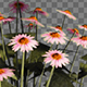 Purple Cone Flowers - VideoHive Item for Sale