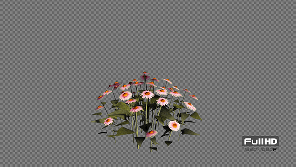 Purple Cone Flowers alt