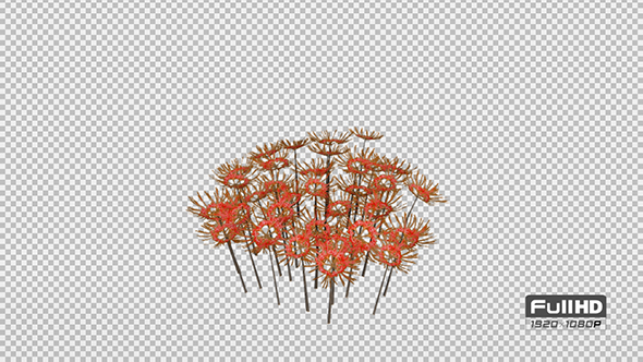 Red Spider Lilly Flowers alt