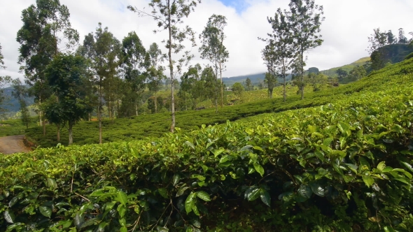 Tea Plantation in Nuwara Eliya