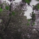 Flowering Crabapple Tree - VideoHive Item for Sale