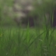 The Grass in the Forest - VideoHive Item for Sale