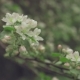 White Flowers on the Branches Apple Tree - VideoHive Item for Sale