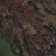 Texture of Bark of Oak Tree - VideoHive Item for Sale