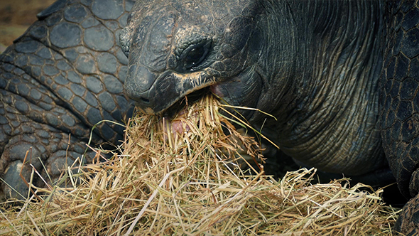 Tortoise Eating Dried Grass Closeup