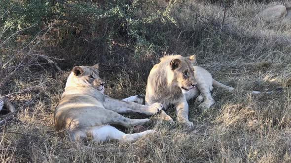 Juvenile male African Lions notice something and sit up in Kalahari