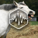 Horse Neighing - AudioJungle Item for Sale