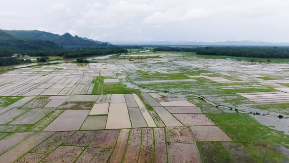 Aerial forward over irrigated rice fields of Kebumen district in Indonesia