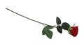 Red Artificial Rose Isolated - PhotoDune Item for Sale