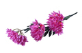 Artificial Summer Flower Isolated - PhotoDune Item for Sale