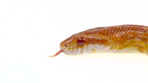 Tiger Python Molurus Bivittatus Morph Albine Burmese in White Background. Close Up