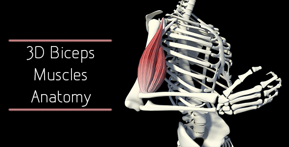 3D Bicep Muscles Anatomy alt