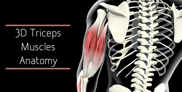 3D Triceps Muscle Anatomy alt