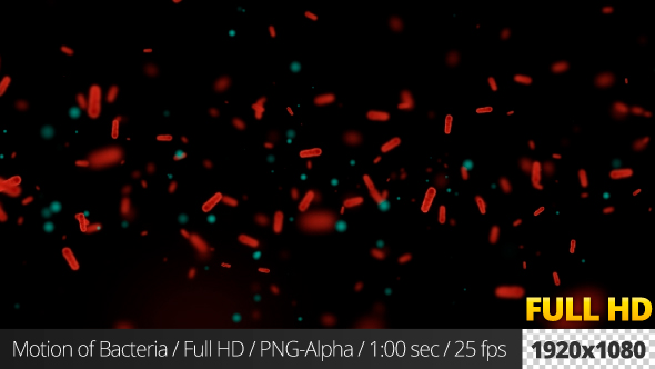 Motion of Bacteria alt