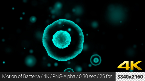 Motion of Bacteria alt