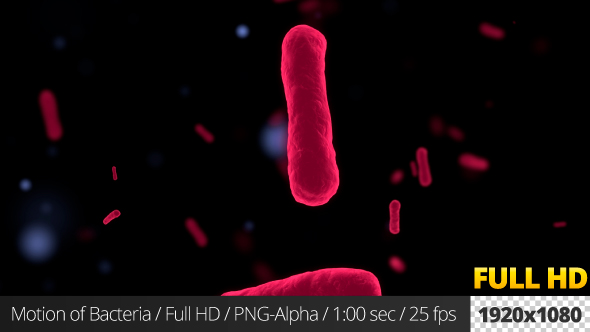 Motion of Bacteria alt