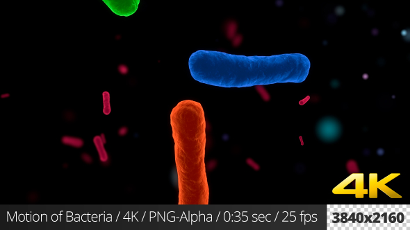 Motion of Bacteria