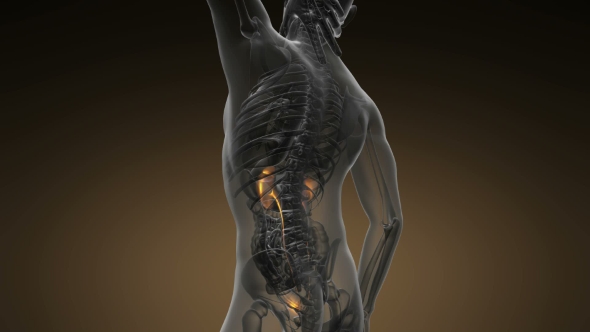 Anatomy Scan of Human Kidneys alt