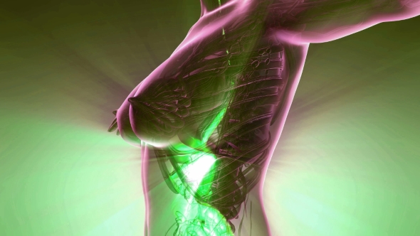 Human Body with Visible Digestive System alt