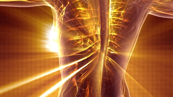 Human Body with Glow Blood Vessels alt