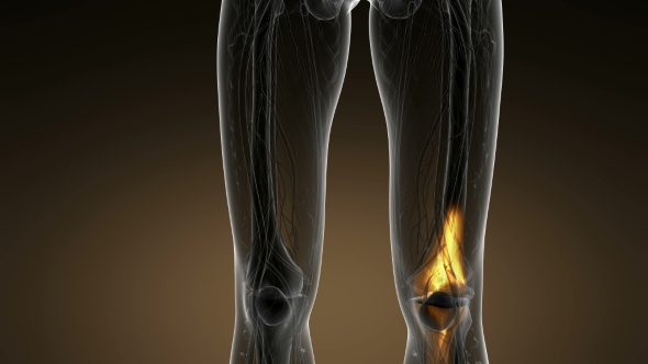 Knee Bones Anatomy alt