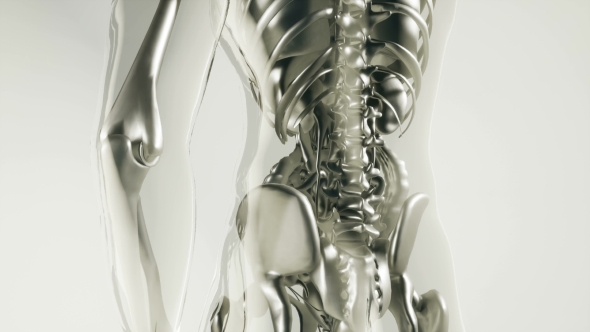 Human Skeleton Bones Model with Organs alt