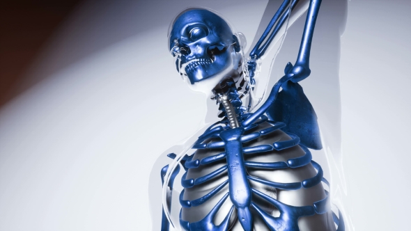 Human Skeleton Bones Model with Organs alt